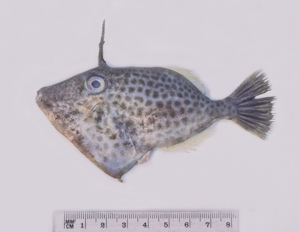 Manyspotted Leatherjacket