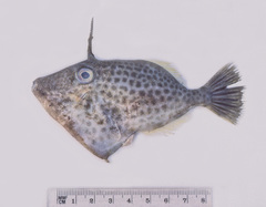 Thamnaconus tessellatus