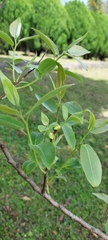 Salix