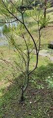 Salix