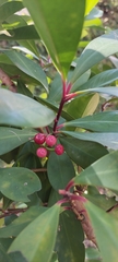 Ardisia squamulosa