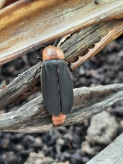 Pyrocoelia sanguiniventer