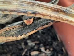 Pyrocoelia sanguiniventer