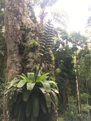 Vriesea fenestralis