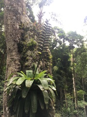 Vriesea fenestralis