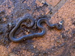 Cacophis harriettae