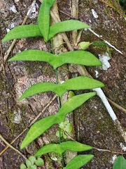 Adenia cordifolia