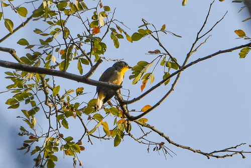 Yellow-throated Cuckoo (Chrysococcyx flavigularis), photo 2