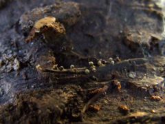 Physarum psittacinum