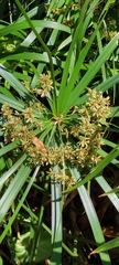 Cyperus alternifolius flabelliformis