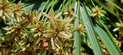 Cyperus alternifolius flabelliformis