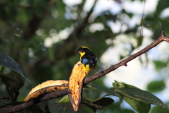 Anisognathus somptuosus