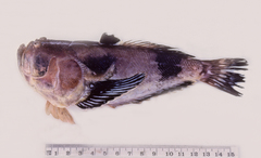 Ichthyscopus nigripinnis