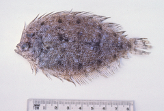 Lord Howe Island Flounder photo 2