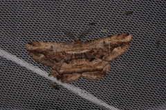 Scioglyptis lyciaria