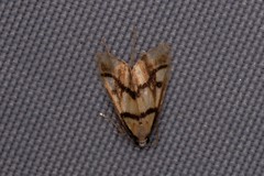 Aboetheta pteridonoma
