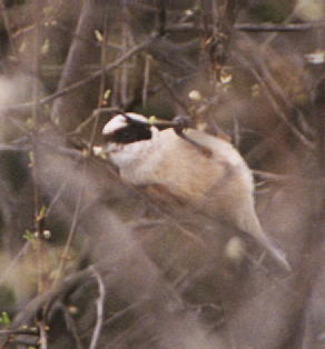 Eurasian Penduline Tit