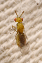 Cirrospilus