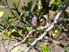 Melidectes belfordi