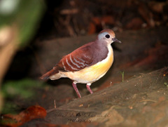 Gallicolumba rufigula septentrionalis