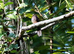 Macropygia doreya doreya