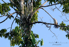 Accipiter poliocephalus
