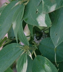 Elliotomyia chionogaster