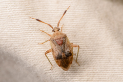 Pycnocoris ursinus