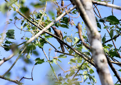 Chrysococcyx megarhynchus