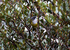 Pachycephala lorentzi