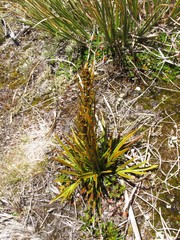 Aciphylla crenulata
