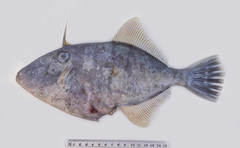 Thamnaconus modestoides