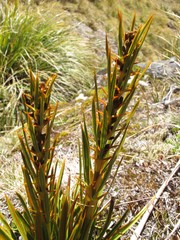 Aciphylla crenulata