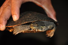 Phrynops geoffroanus