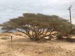 Vachellia tortilis raddiana