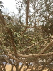 Vachellia tortilis raddiana