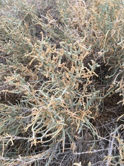 Anabasis articulata