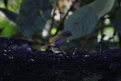 Chlorospingus semifuscus
