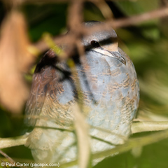 Zentrygon costaricensis
