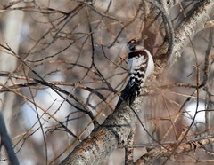 Dryobates minor kamtschatkensis