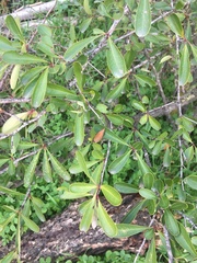 Rhamnus oleoides