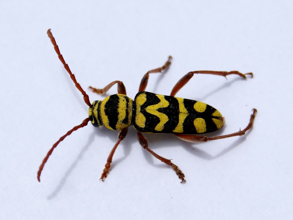 Neoplagionotus