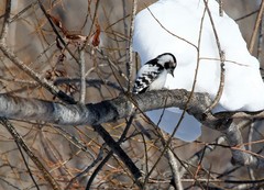 Dryobates minor kamtschatkensis