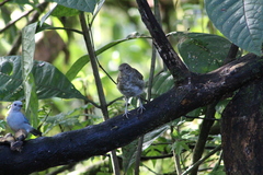 Turdus maculirostris