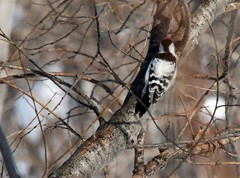 Dryobates minor kamtschatkensis