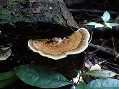 Trametes tenuis