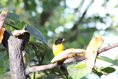 Anisognathus notabilis