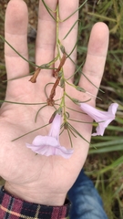 Ipomoea pinifolia