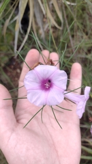 Ipomoea pinifolia
