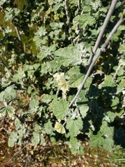 Malacothamnus helleri